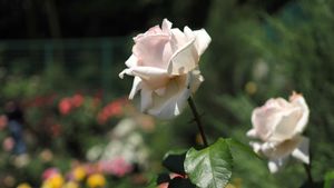 P5170038