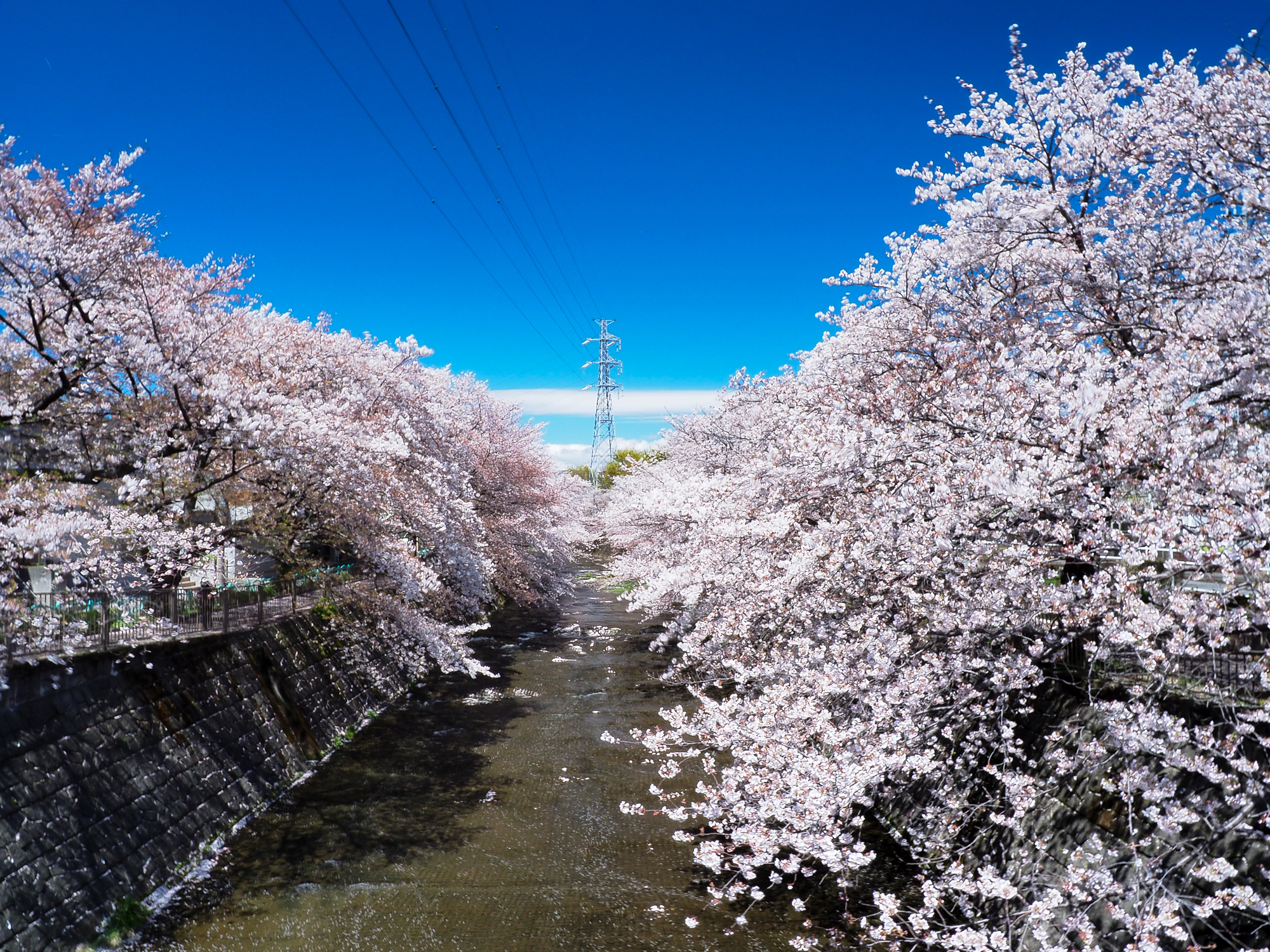 恩田川の桜 花筏