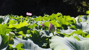 P7290275