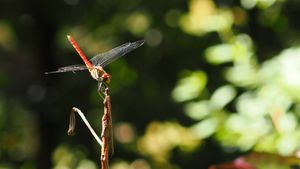 P7290305